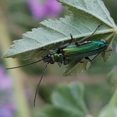 Anogcodes seladonius