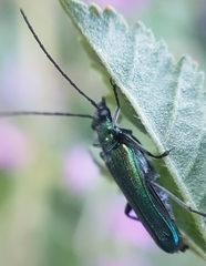 Anogcodes seladonius