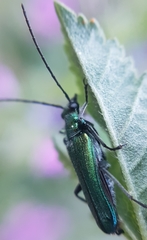 Anogcodes seladonius