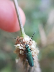 Anogcodes seladonius