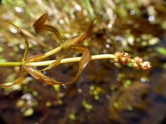 Potamogeton ochreatus