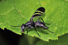 Tritoxa flexa