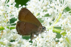 Callophrys gryneus