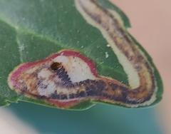 Phytomyza vomitoriae