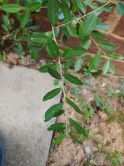 Phytomyza vomitoriae