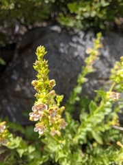 Penstemon deustus