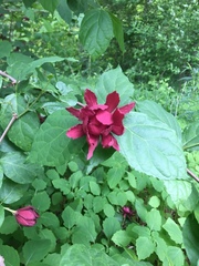 Calycanthus