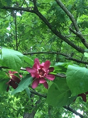 Calycanthus