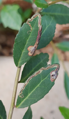 Phytomyza vomitoriae