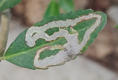 Phytomyza vomitoriae