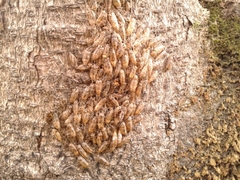 Sangalopsis microleuca