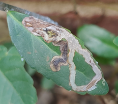 Phytomyza vomitoriae