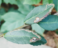 Phytomyza vomitoriae