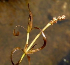 Potamogeton ochreatus