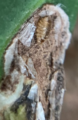 Phytomyza vomitoriae