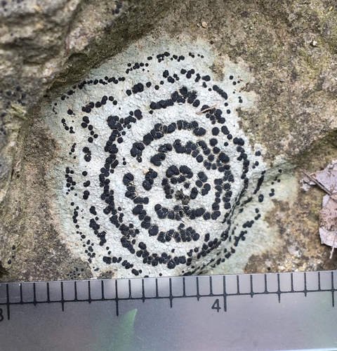 concentric boulder lichen