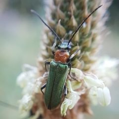 Anogcodes seladonius