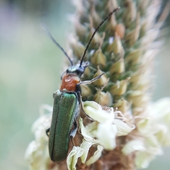 Anogcodes seladonius