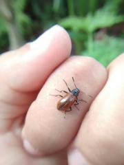 Strongylium hoepfneri