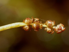 Potamogeton ochreatus