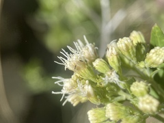 Ageratina herbacea
