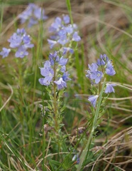 Veronica prostrata