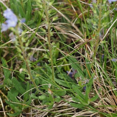 Veronica prostrata