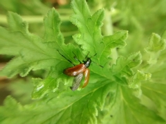 Strongylium hoepfneri