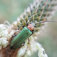 Anogcodes seladonius