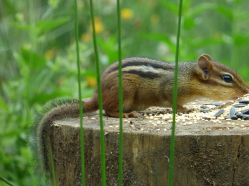 Eastern Chipmunk photographed in South Carolina