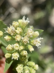 Ageratina herbacea