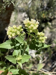 Ageratina herbacea