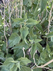 Ageratina herbacea