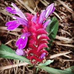 Justicia scheidweileri