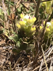 Castilleja ambigua insalutata