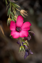 Linum grandiflorum