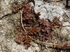 Argentina anserinoides
