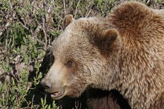 Ursus arctos middendorffi