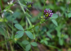 Trifolium variegatum