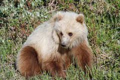 Ursus arctos middendorffi