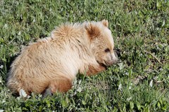 Ursus arctos middendorffi