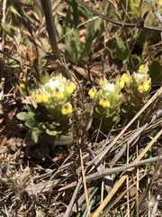 Castilleja ambigua insalutata