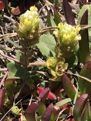 Castilleja ambigua insalutata