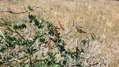 Lathyrus vestitus alefeldii