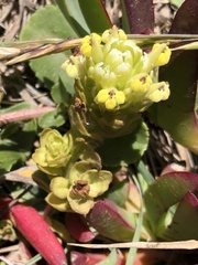 Castilleja ambigua insalutata