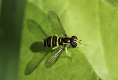 Xanthogramma flavipes