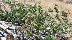 Lathyrus vestitus alefeldii