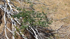 Lathyrus vestitus alefeldii
