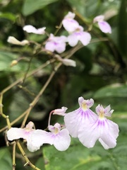 Ionopsis utricularioides