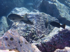 Girella elevata